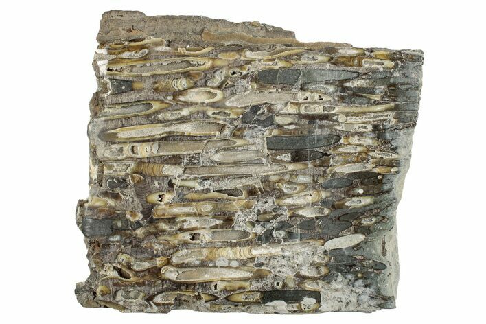 Polished Fossil Teredo (Shipworm Bored) Wood - England #279376